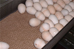 Eggs on a Midlantic Paper Product